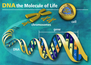 dna-of-life